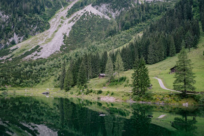 High angle view of pine trees in forest