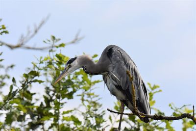 Low angle view of gray heron perching on branch