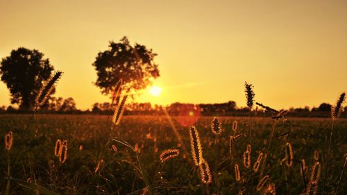 Plants growing on field against clear sky during sunset