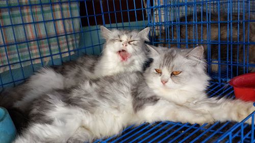 pet