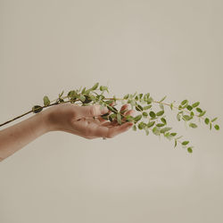 Cropped hand of woman holding plant against white background
