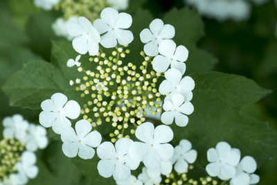 Close-up of white flowering plant