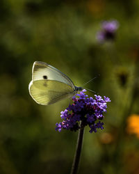 Close-up of butterfly pollinating on purple flower