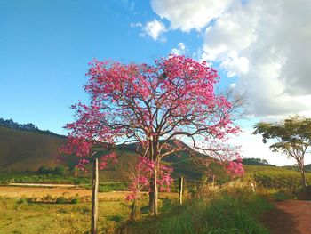 Tree on field against sky