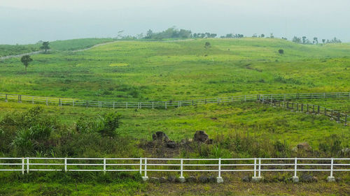 View of green landscape