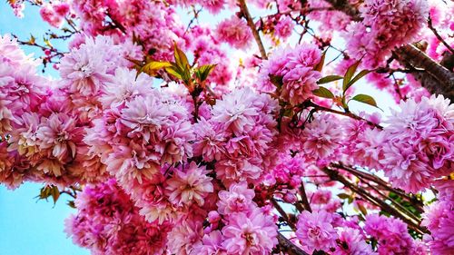 Close-up of pink cherry blossoms in spring