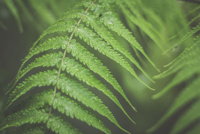 Detail shot of leaf