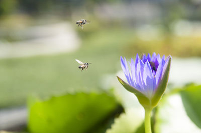 Close-up of bees hovering