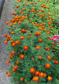 High angle view of orange flowers blooming outdoors