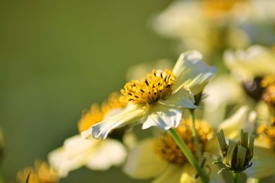 Close-up of yellow flowers blooming outdoors