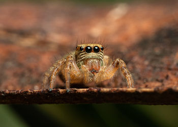 Close-up of spider
