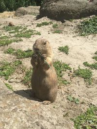 High angle view of monkey on rock