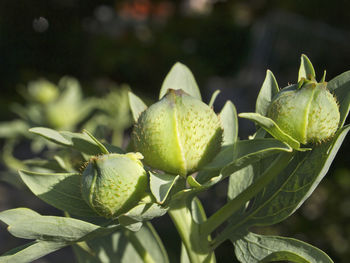 Close-up of fruit tree