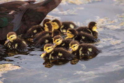 Ducks in a lake