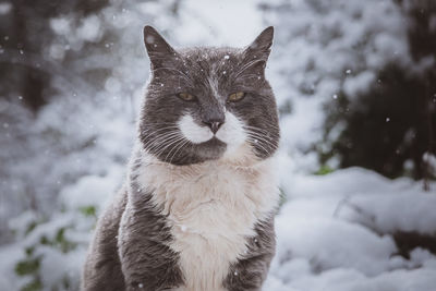 Cat in snow during winter
