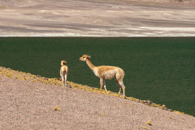 Llama standing on field by lake