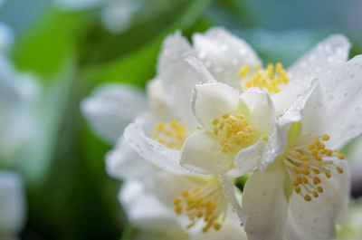 Closeup beautiful bouquet fresh jasmine flowers