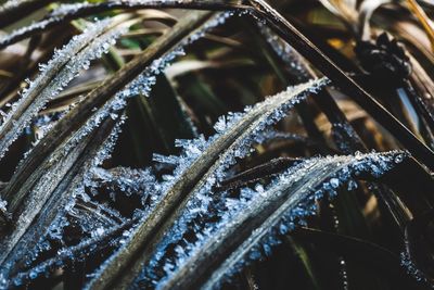 Close-up of frozen plants