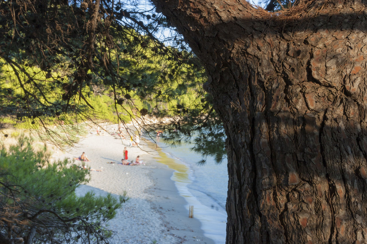 GROUP OF PEOPLE BY TREE TRUNKS IN SEA