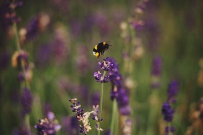 Close-up of honey bee on purple flower