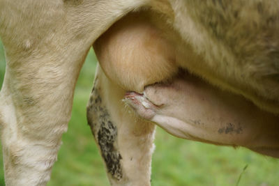 Cows , kühe, inekler. drinking milk...cow family...