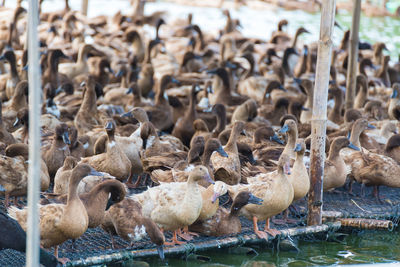 Flock of birds in the lake