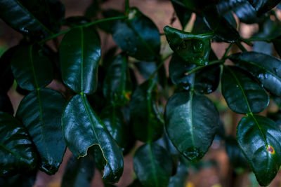 Close-up of fresh green leaves