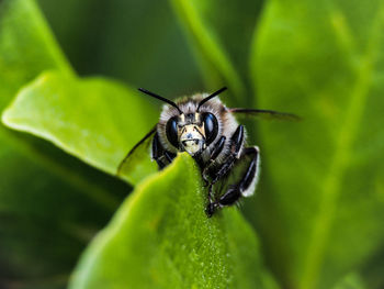 Close-up of insect on leaf