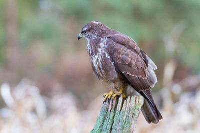 Buzzard sitting on oak fence post in meadow