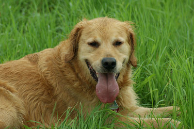 Portrait of golden retriever