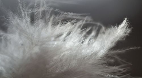 Close-up of feather