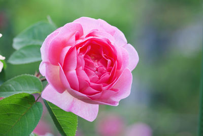 Close-up of pink rose