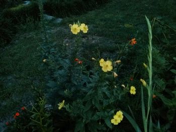 Close-up of yellow flowers
