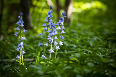 Close-up of purple flowering plants on field