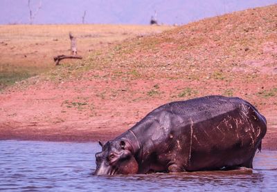 Hippo lake kariba 