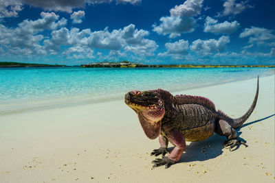 Iguana at beach during sunny day