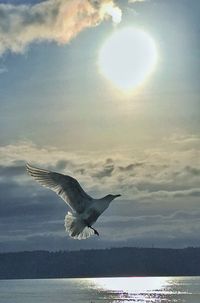 Seagulls flying over sea