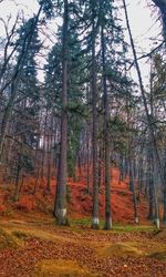 Trees in forest during autumn