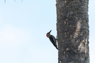 Low angle view of bird perching on tree against sky