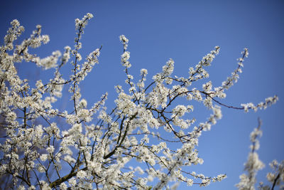 Low angle view of cherry blossom against blue sky
