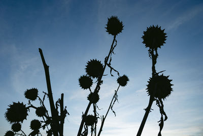 Low angle view of flowering plants against sky