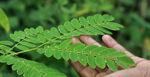 Close-up of leaf on wet plant