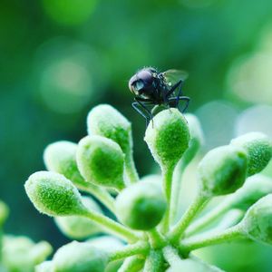 Close-up of insect on flower