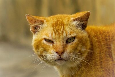 Close-up portrait of cat