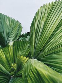 Close-up of palm leaves