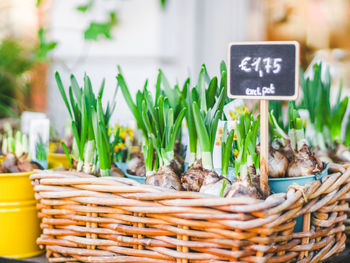 Young shoots of papery narcissus in a wicker eco-friendly basket with a peg price tag on the counter