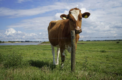 Cow standing on field against sky