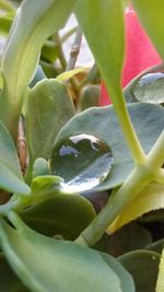 Close-up of succulent plant