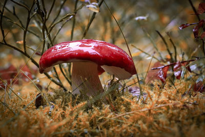 Close-up of mushroom growing on field