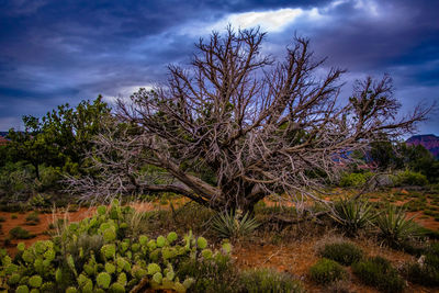 Trees on landscape against sky